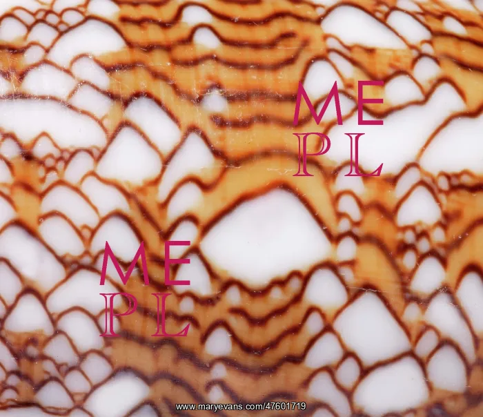 : Conus textile, textile cone : Conus textile, textile cone