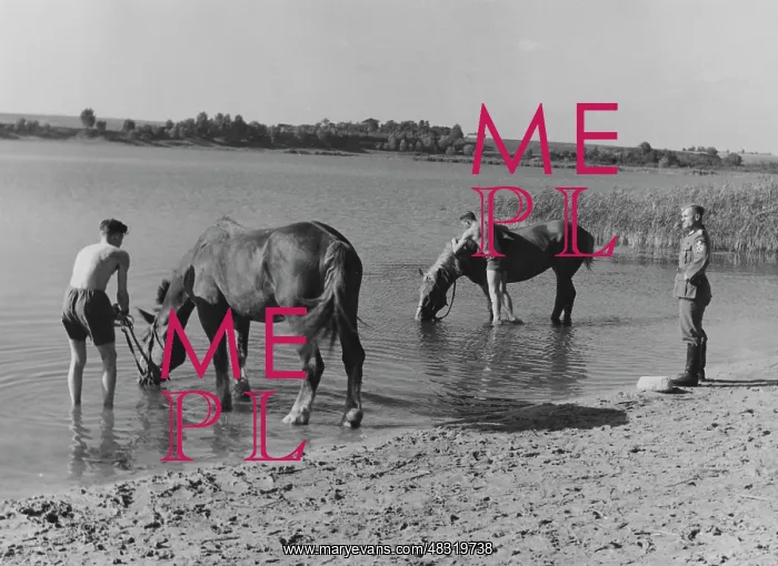 : Convalescent Company for Horses - Eastern Front, 1941 : Convalescent Company for Horses - Eastern Front, 1941