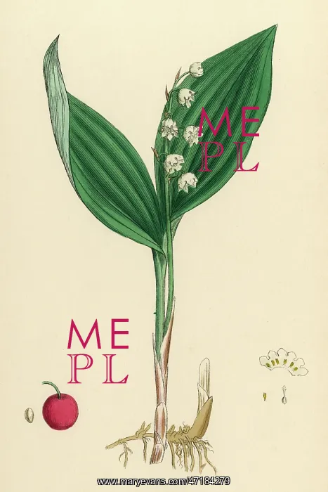  : CONVALLARIA MAIALIS
