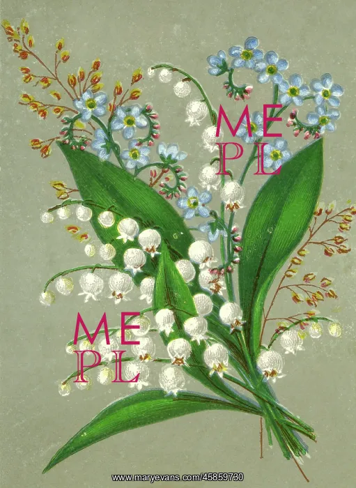  : CONVALLARIA MAJALIS