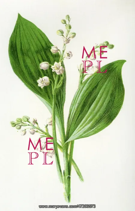  : CONVALLARIA MAJALIS