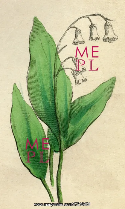 : CONVALLARIA MAJALIS