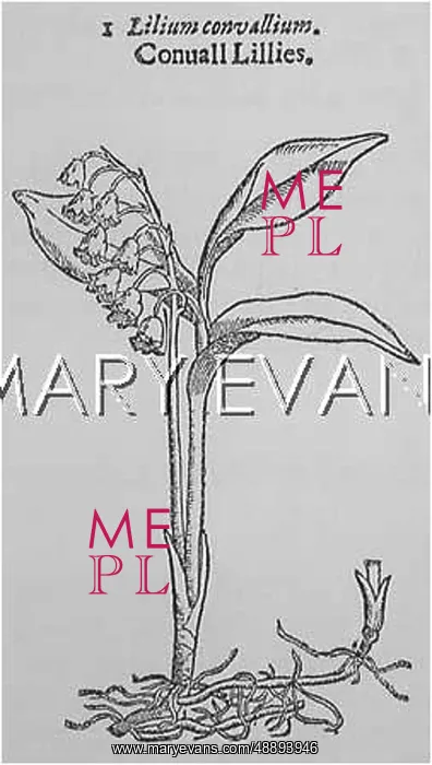  : CONVALLARIA MAJALIS