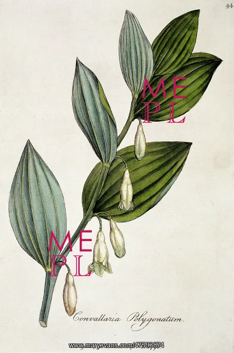 : Convallaria polygonatum, solomons seal root : Convallaria polygonatum, solomons seal root
