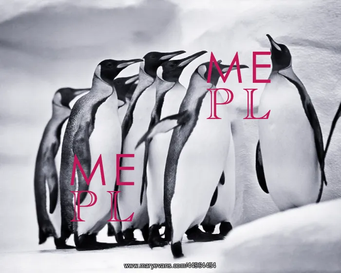 : A Convent of Emperor Penguins Aptenodytes Forsteri : A Convent of Emperor Penguins Aptenodytes Forsteri