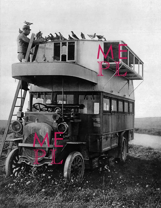 : A converted bus for pigeons : A converted bus for pigeons