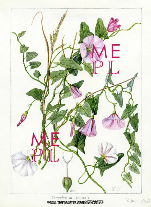 : Convolvulus arvensis - field bindweed : Convolvulus arvensis - field bindweed
