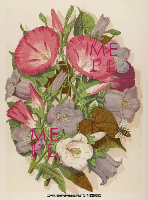 : CONVOLVULUS & C. BELL : CONVOLVULUS & C. BELL