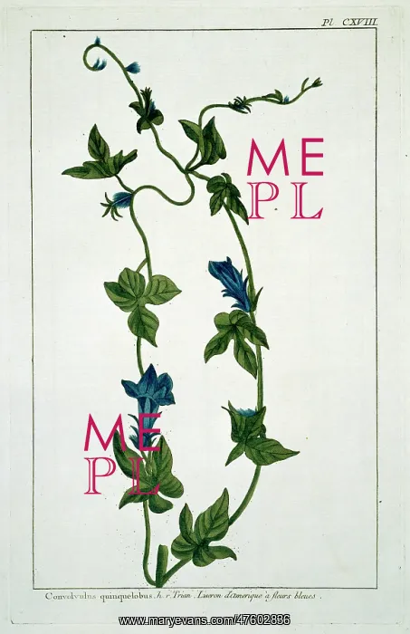 : Convolvulus guinguelobus, binweed : Convolvulus guinguelobus, binweed