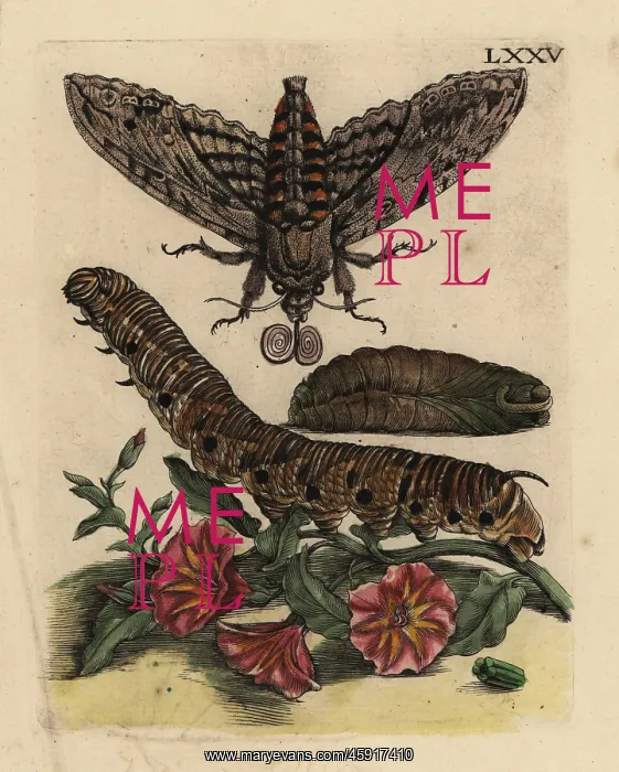: Convolvulus hawk-moth and bindweed : Convolvulus hawk-moth and bindweed