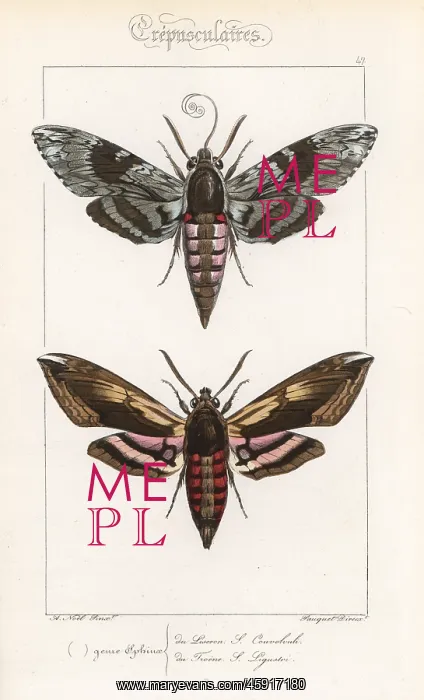 : Convolvulus hawkmoth and privet hawkmoth : Convolvulus hawkmoth and privet hawkmoth