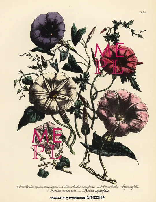 : Convolvulus and Ipomaea species : Convolvulus and Ipomaea species