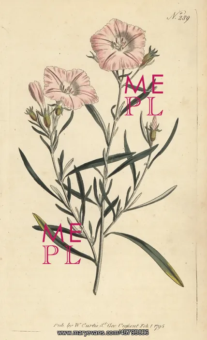 : Convolvulus oleifolius var. oleifolius : Convolvulus oleifolius var. oleifolius