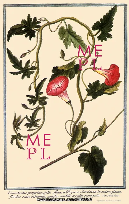 : Convolvulus Peregrinus, Convolvulus althaeoides : Convolvulus Peregrinus, Convolvulus althaeoides