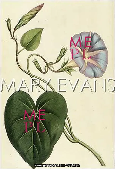  : CONVOLVULUS PURPUREUS