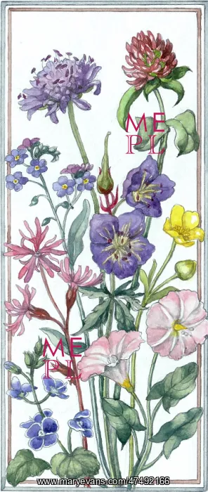 : Convolvulus, Scabious, Clover, Buttercup etc : Convolvulus, Scabious, Clover, Buttercup etc