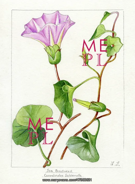 : Convolvulus soldanella - sea bindweed : Convolvulus soldanella - sea bindweed