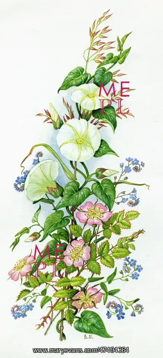  : Convolvulus, wild rose, forget-me-nots etc
