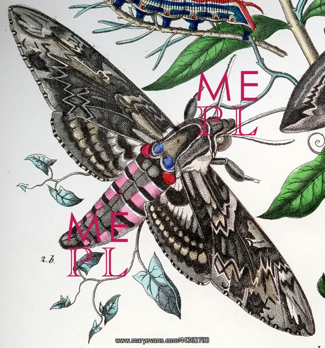  : Convulvulus Hawkmoth