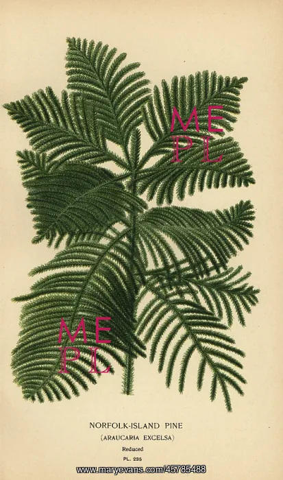 : Cook pine, Araucaria columnaris : Cook pine, Araucaria columnaris