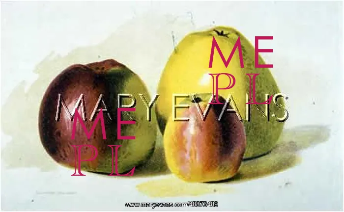 : COOKING APPLES : COOKING APPLES