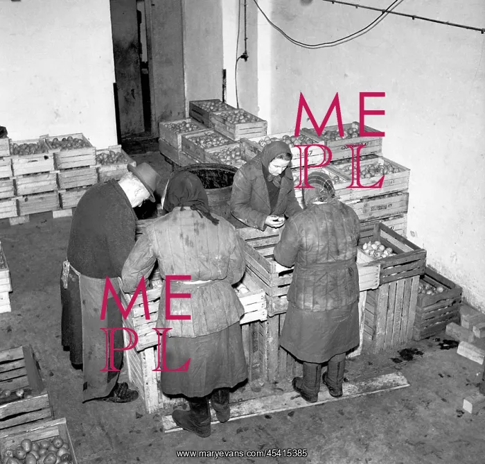  : Cooler. Czechoslovakia - 1947.Workers sort apples, pears and other fruits before canning