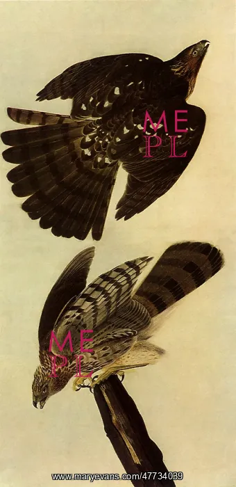  : Cooper's Hawks