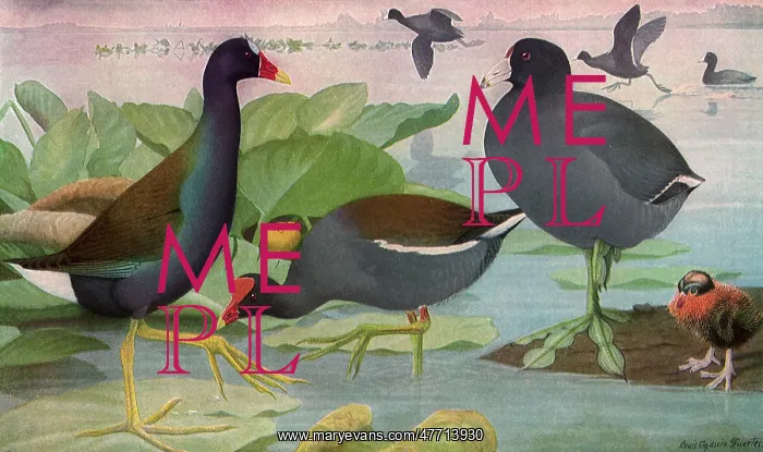  : Coot and Gallinules