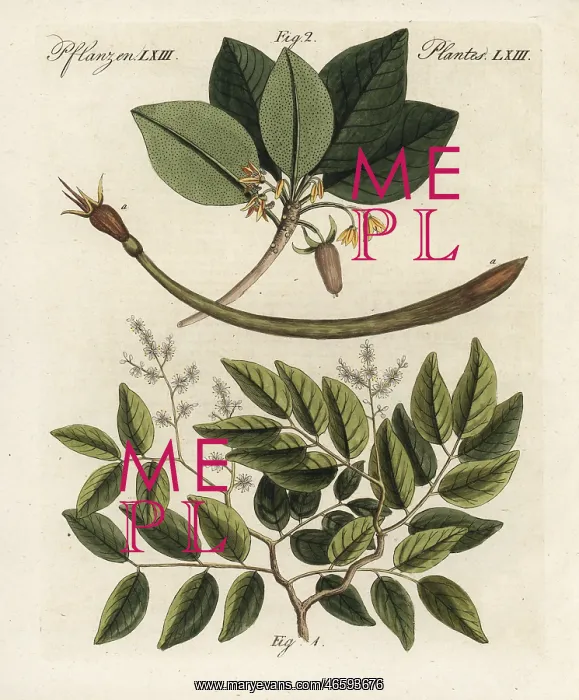 : Copaiba balsam and red mangrove : Copaiba balsam and red mangrove