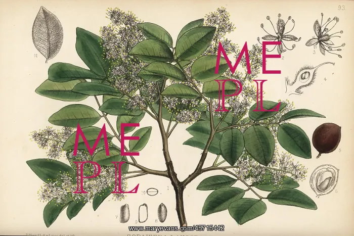 : Copaiba, rashed tree or salam tree, Copaifera langsdorffii : Copaiba, rashed tree or salam tree, Copaifera langsdorffii