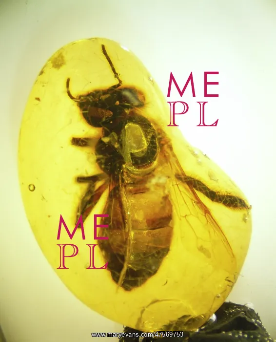 : Copal with honey bee : Copal with honey bee