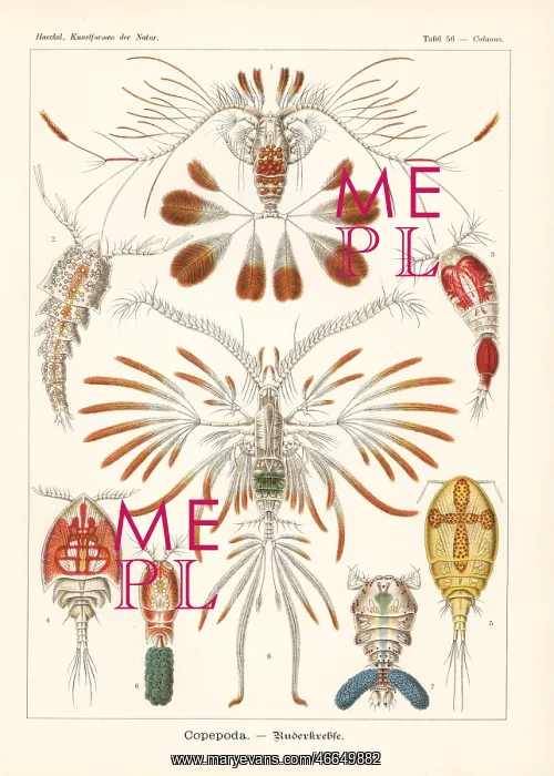 : Copepod crustaceans : Copepod crustaceans