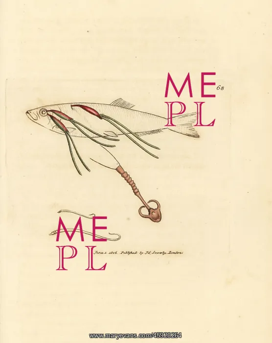 : Copepod parasite on a sprat, Lernaeenicus sprattae : Copepod parasite on a sprat, Lernaeenicus sprattae