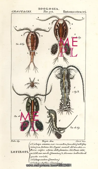 : Copepod species : Copepod species
