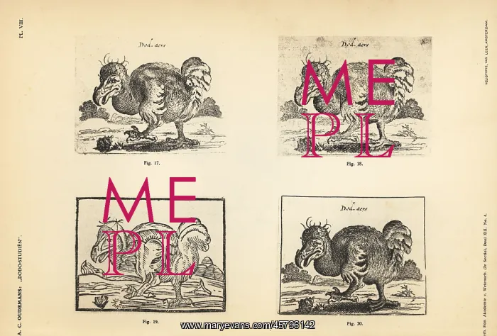 : Copies of the white dodo by Salomon Savery : Copies of the white dodo by Salomon Savery