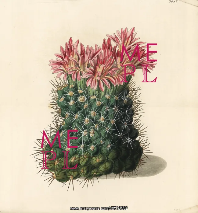 : Copious flowering mammillaria cactus, Mammillaria floribunda : Copious flowering mammillaria cactus, Mammillaria floribunda