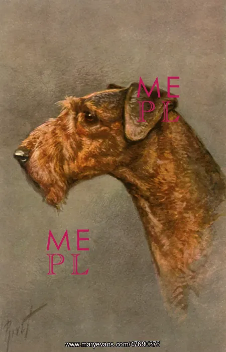  : Copper Airedale