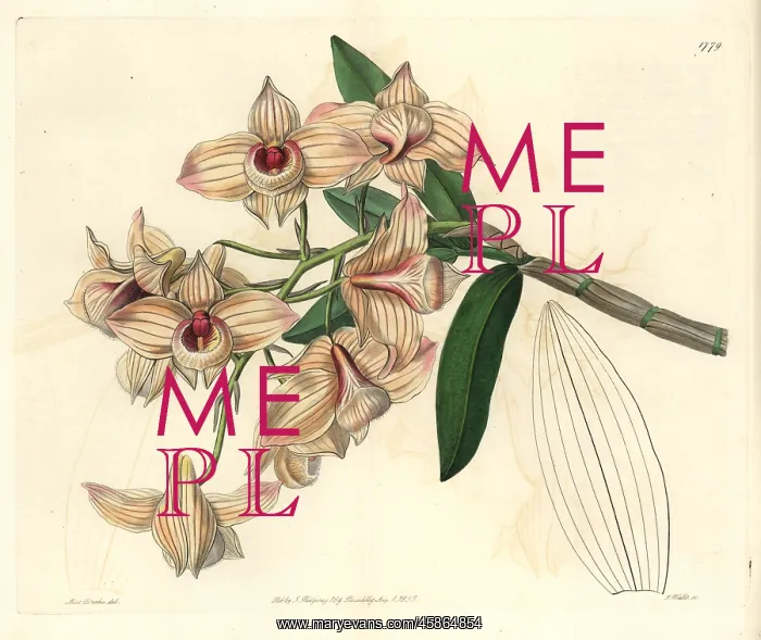 : Copper-coloured dendrobium orchid, Dendrobium moschatum : Copper-coloured dendrobium orchid, Dendrobium moschatum