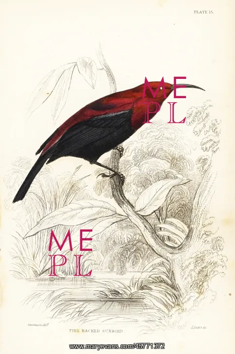 : Copper sunbird, Cinnyris cupreus : Copper sunbird, Cinnyris cupreus