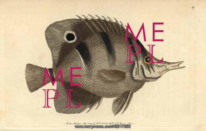 : Copperband butterfly fish Jaculator or shooting : Copperband butterfly fish Jaculator or shooting