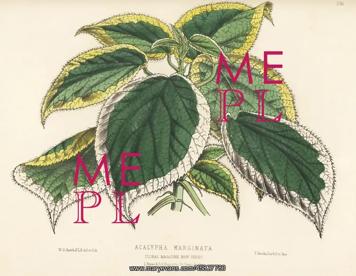 : Copperleaf, Acalypha marginata : Copperleaf, Acalypha marginata