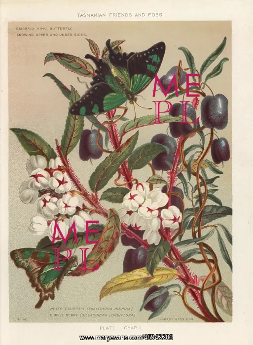 : Copperleaf snowberry and purple apple-berry : Copperleaf snowberry and purple apple-berry