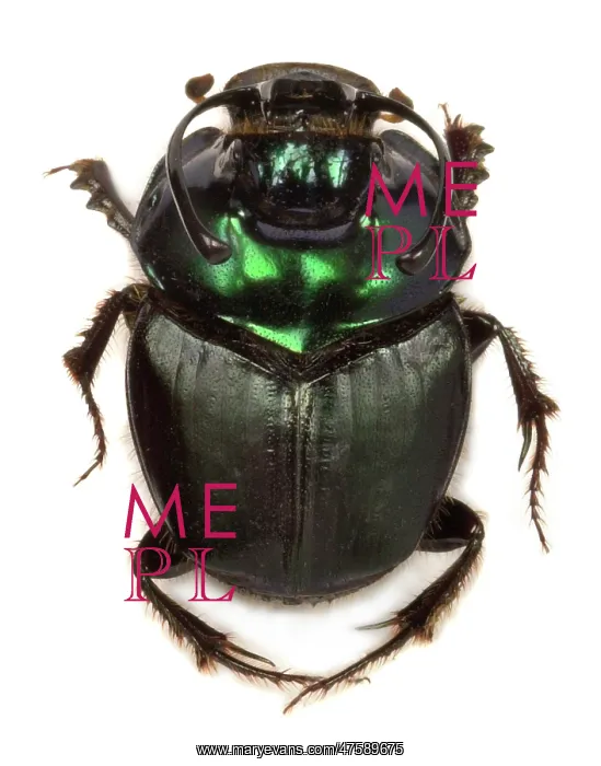 : Copris fallaciosus, Kenyan dung beetle : Copris fallaciosus, Kenyan dung beetle