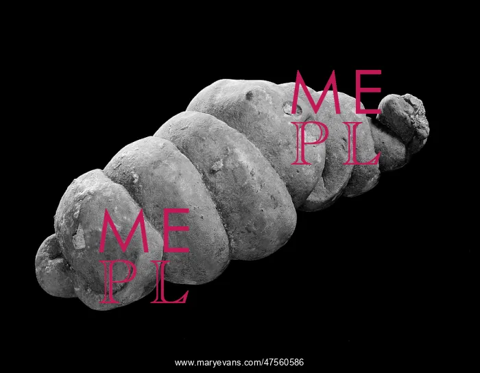 : Coprolite, fossil dung : Coprolite, fossil dung