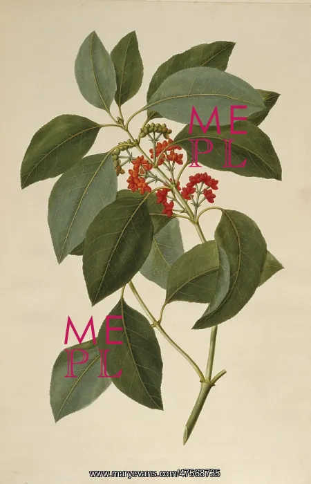 : Coprosma australis : Coprosma australis