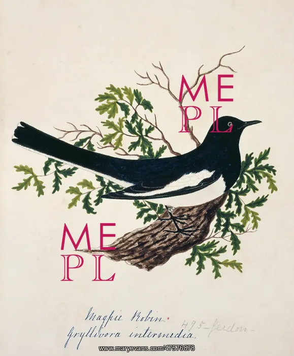 : Copsychus saularis, Oriental magpie-robin : Copsychus saularis, Oriental magpie-robin