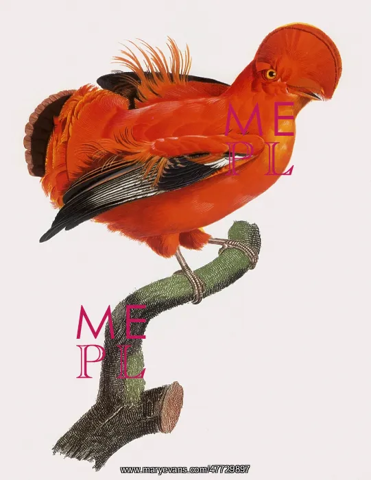  : Coq de Roche