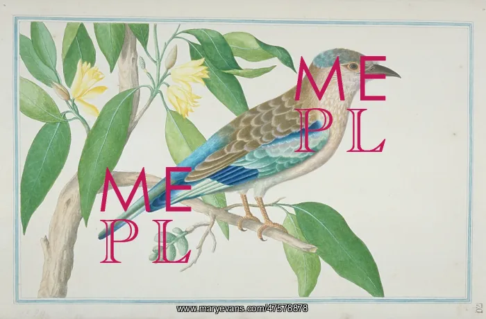 : Coracias benghalensis : Coracias benghalensis