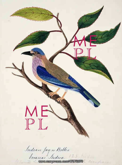 : Coracias benghalensis, Indian roller : Coracias benghalensis, Indian roller