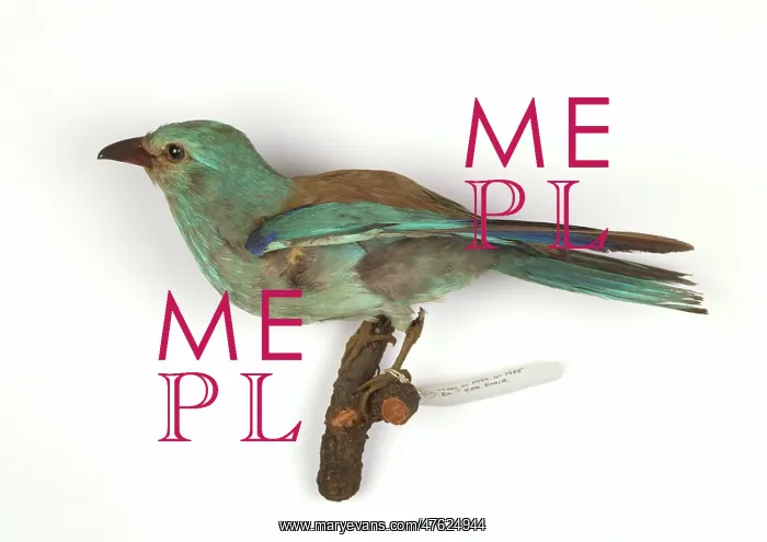 : Coracias garrulus, european roller : Coracias garrulus, european roller